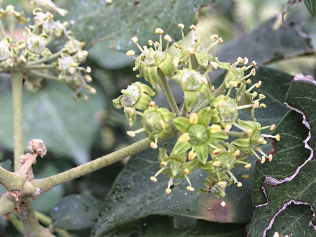 Hedera helix