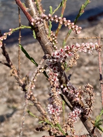 Tamarix sp.