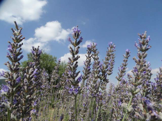 Lavandula angustifolia