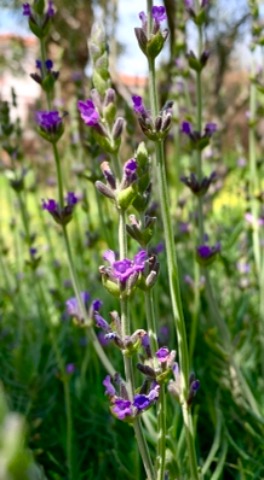 Lavandula angustifolia