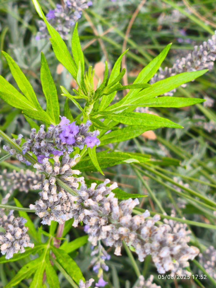Lavandula angustifolia