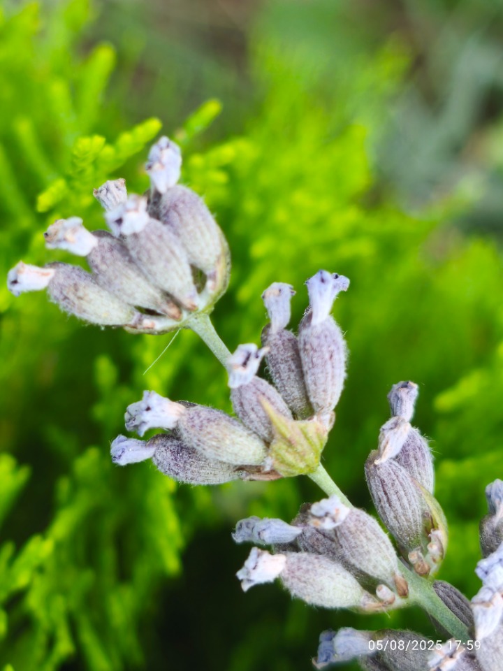 Lavandula angustifolia