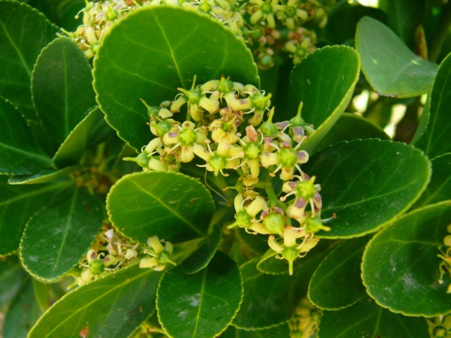 Euonymus japonicus