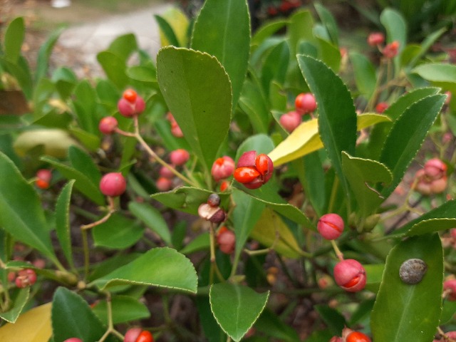 Euonymus japonicus