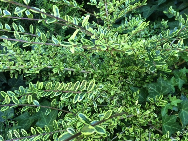 Lonicera nitida