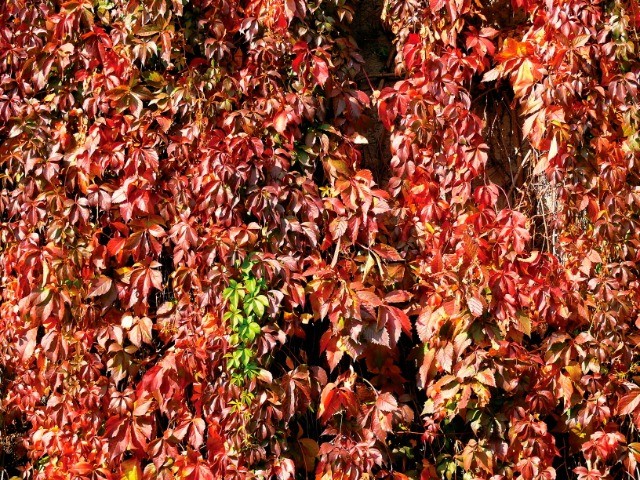 Parthenocissus quinquefolia