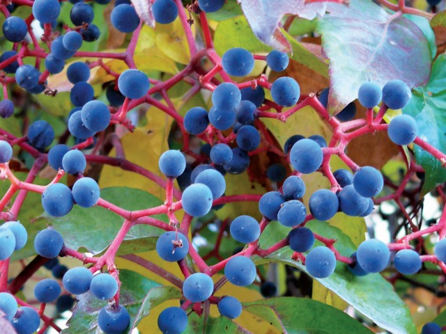 Parthenocissus quinquefolia