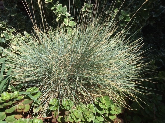 Festuca beckeri