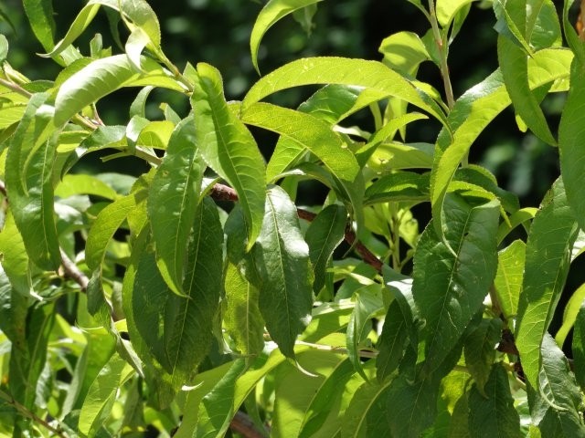 Persica vulgaris