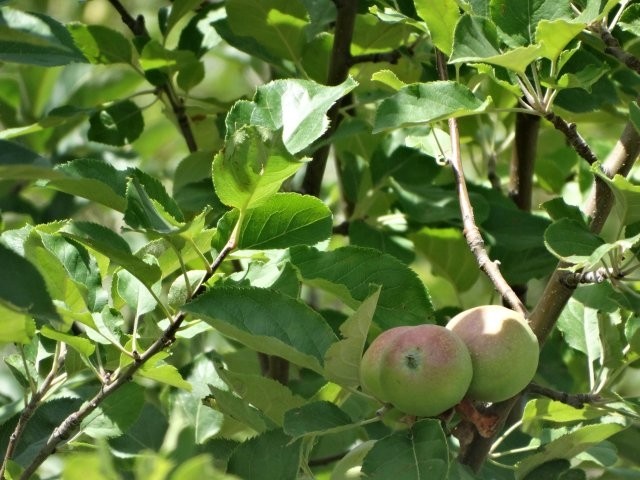 Malus domestica