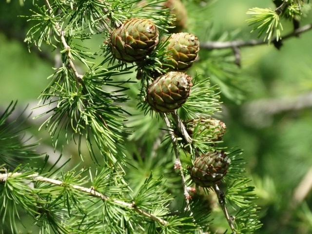 Larix decidua