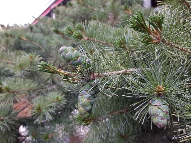 Pinus mugo