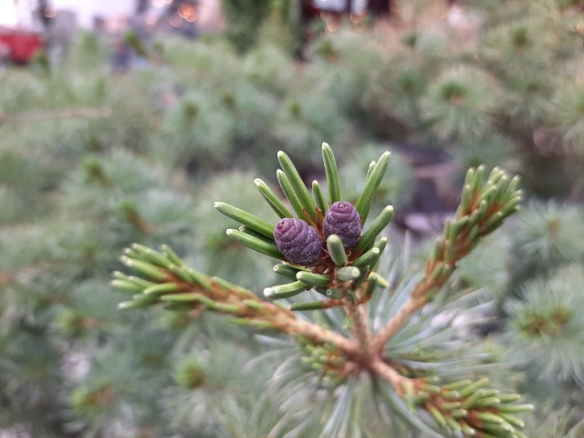 Pinus mugo