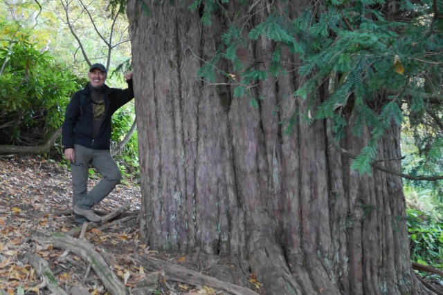 Taxus baccata