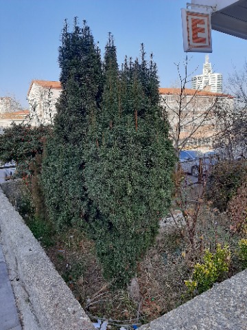 Taxus baccata