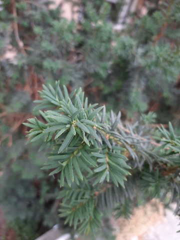 Taxus baccata