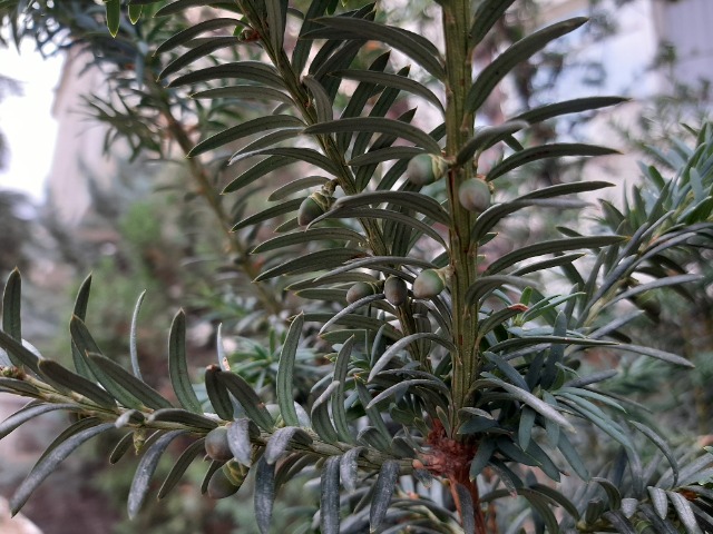 Taxus baccata