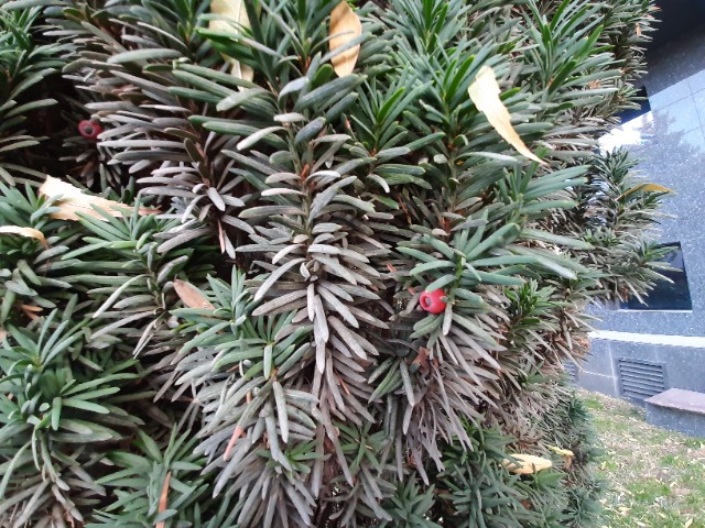 Taxus baccata