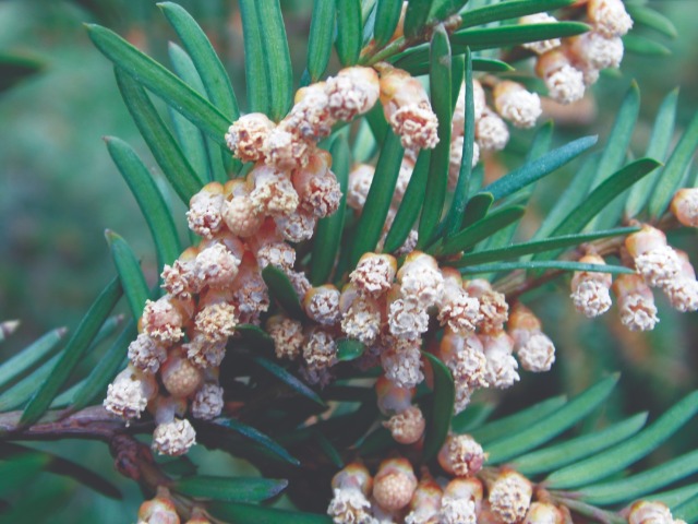 Taxus baccata