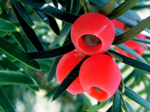 Taxus baccata