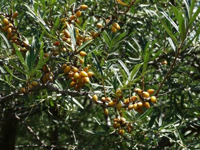 Hippophae rhamnoides