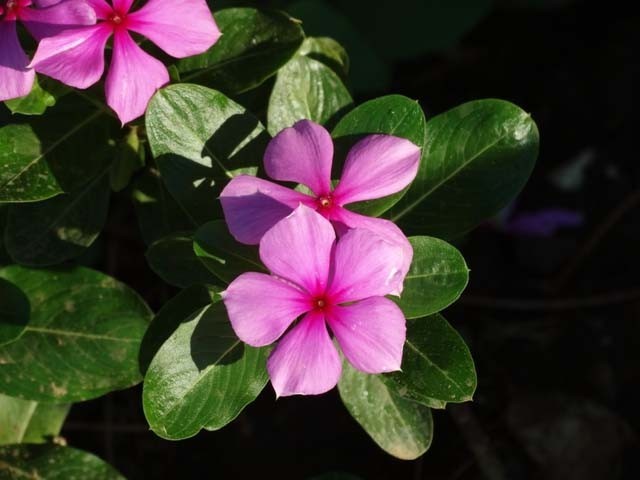 Catharanthus roseus