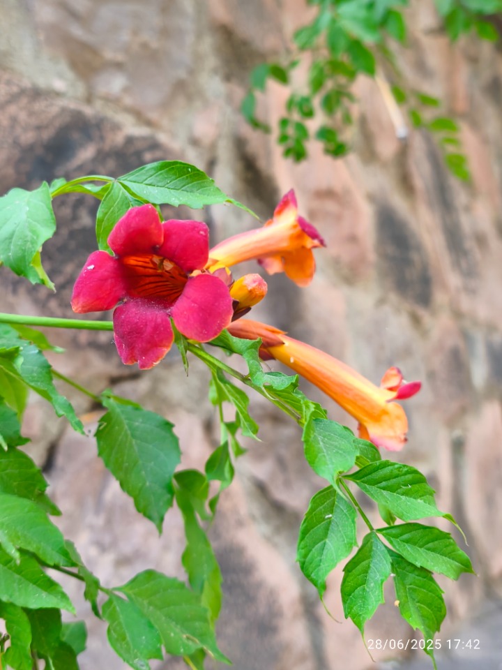 Campsis radicans