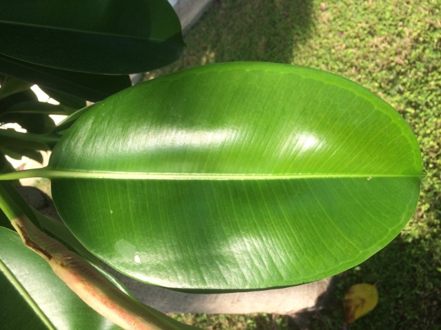 Ficus elastica