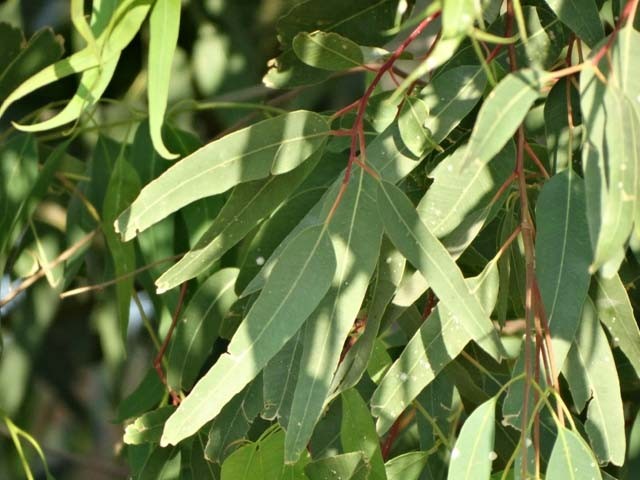 Eucalyptus camaldulensis