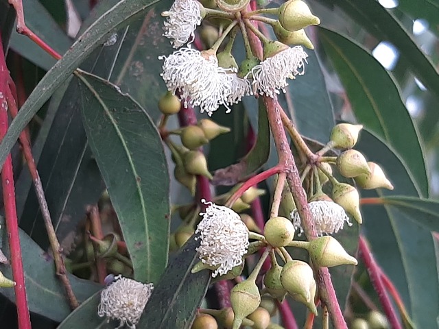 Eucalyptus camaldulensis