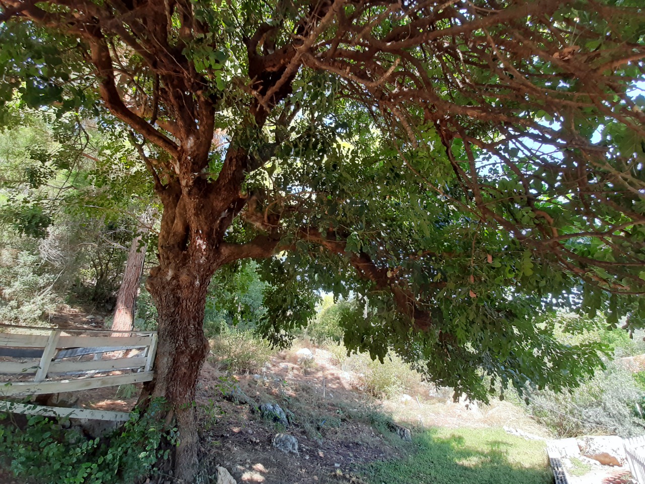 Ceratonia siliqua