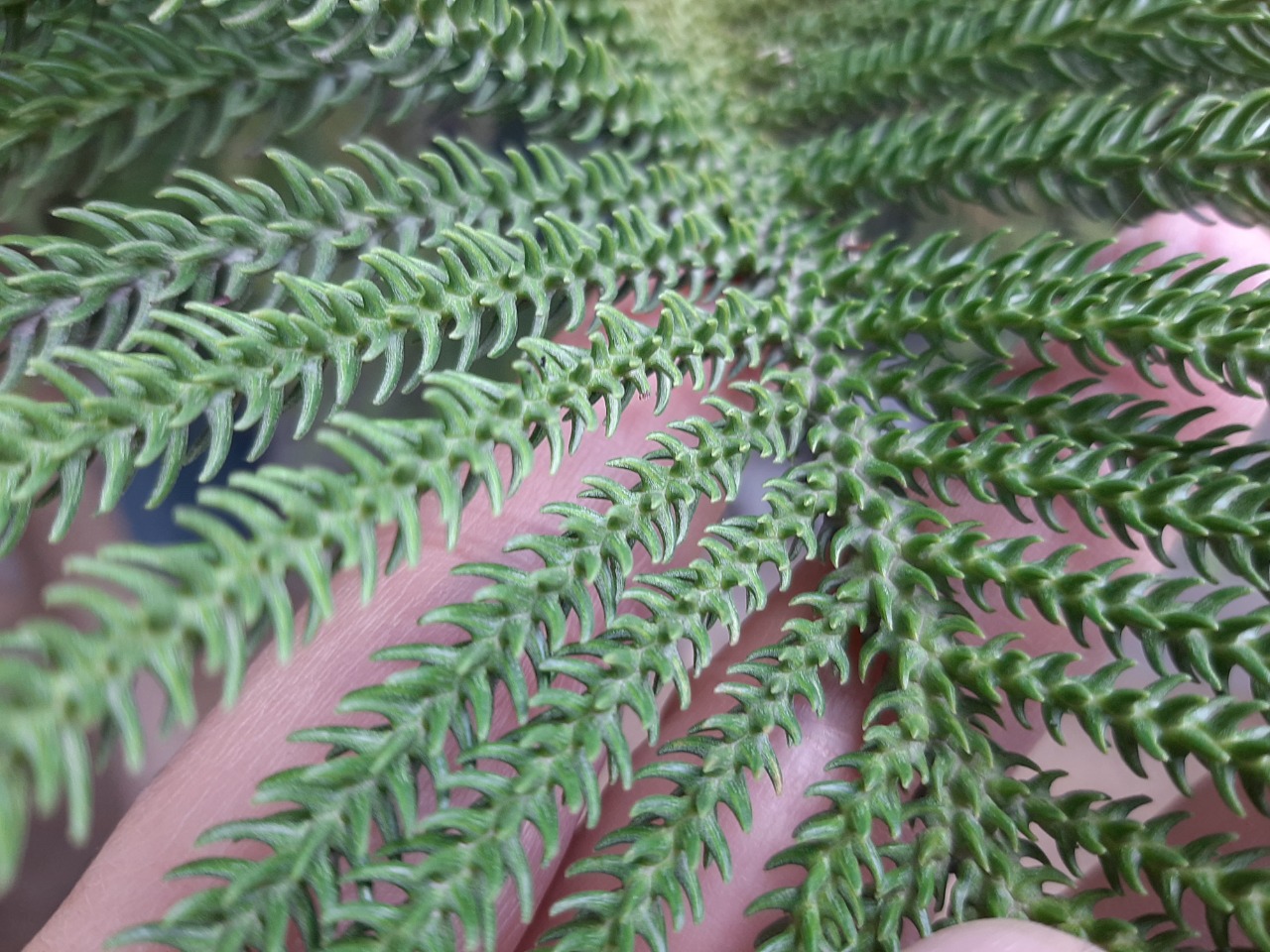 Araucaria heteropylla