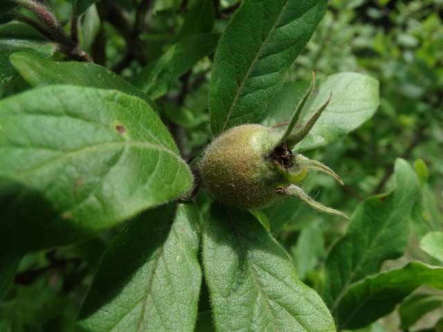 Mespilus germanica
