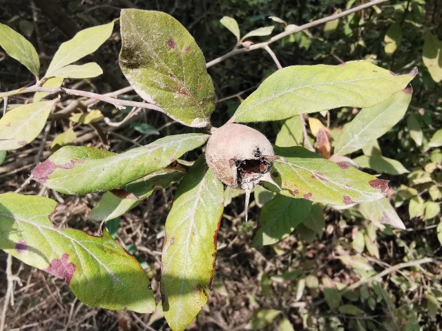 Mespilus germanica