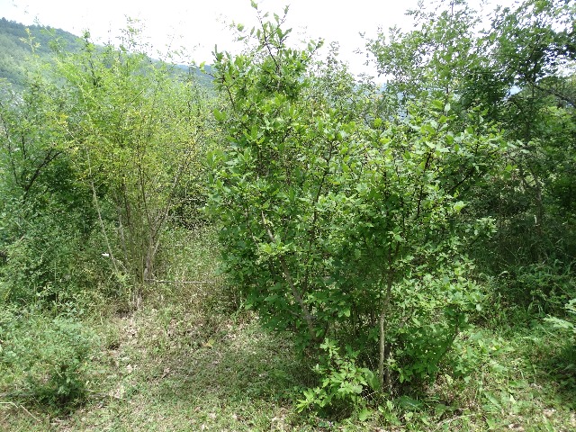 Mespilus germanica