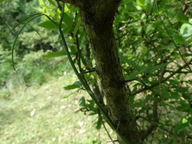 Mespilus germanica