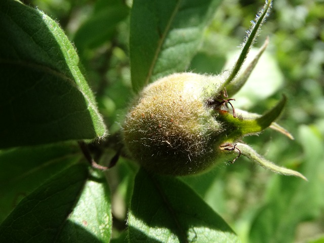 Mespilus germanica
