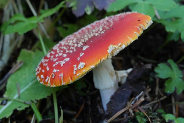 Amanita muscaria