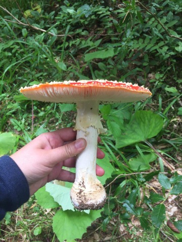 Amanita muscaria