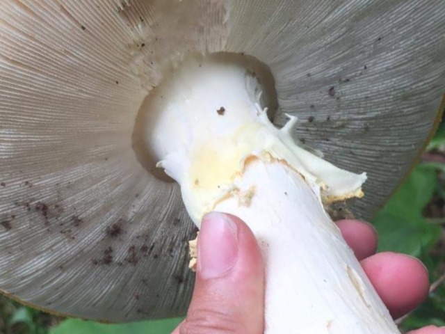 Amanita muscaria