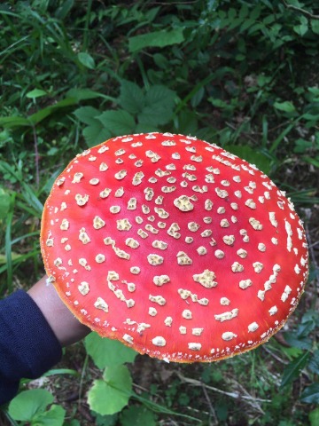 Amanita muscaria