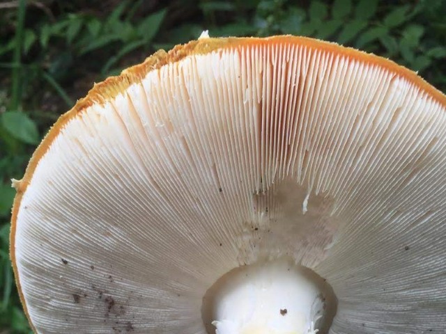 Amanita muscaria