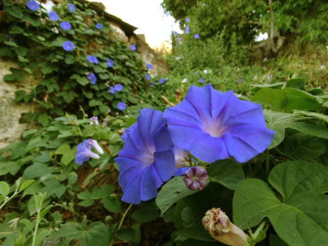 Ipomoea purpurea