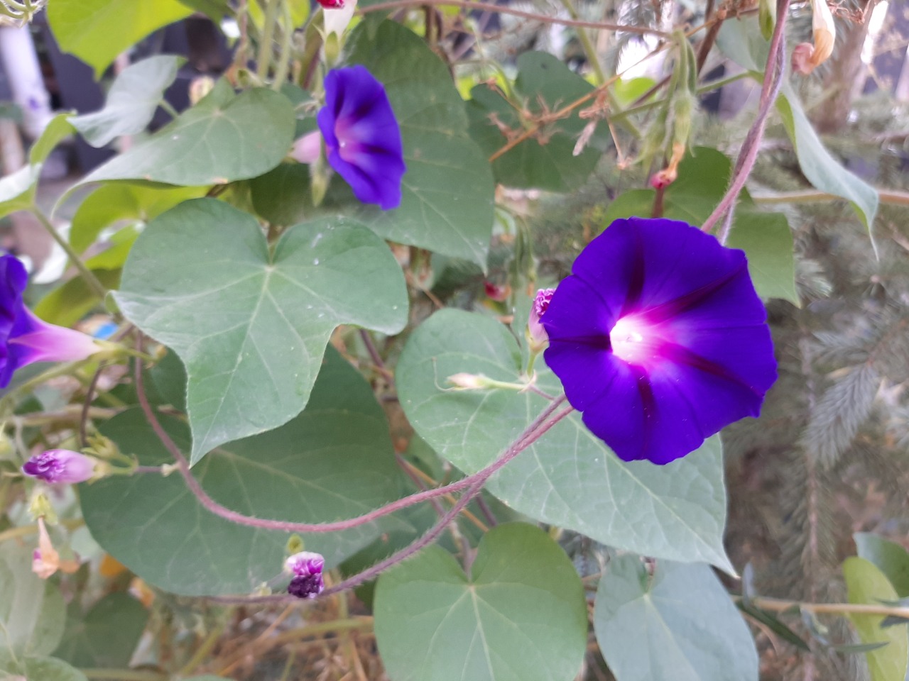 Ipomoea purpurea