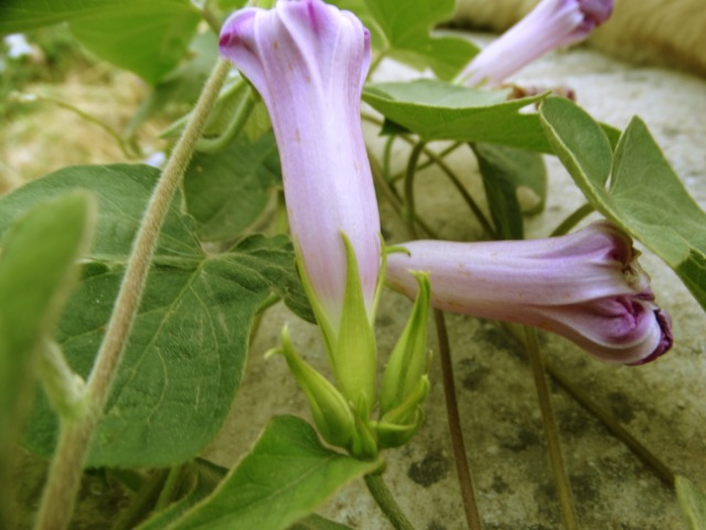 Ipomoea purpurea