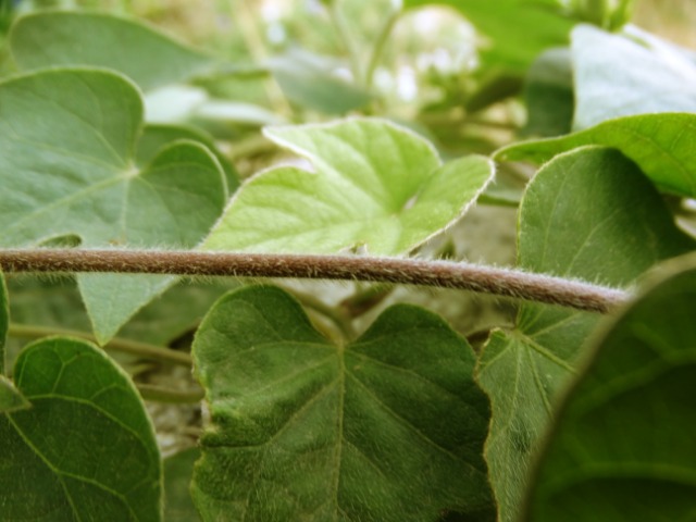 Ipomoea purpurea