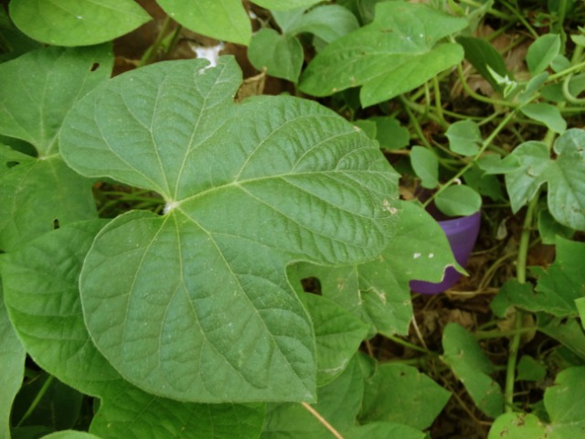 Ipomoea purpurea
