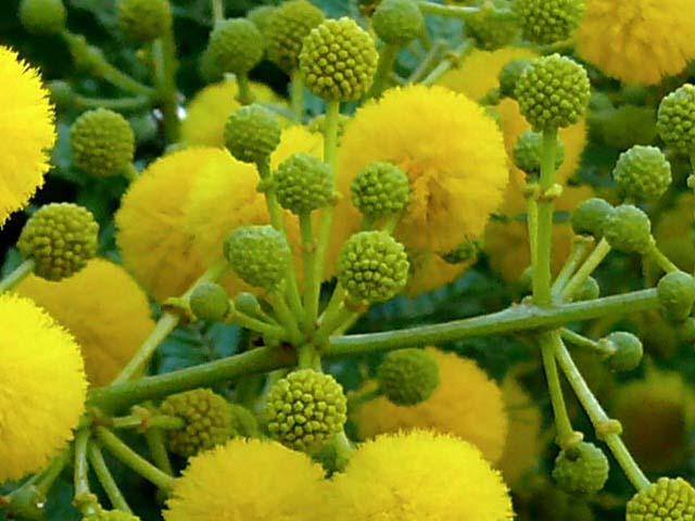 Acacia farnesiana