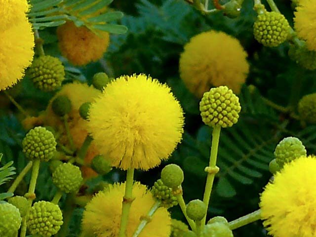 Acacia farnesiana