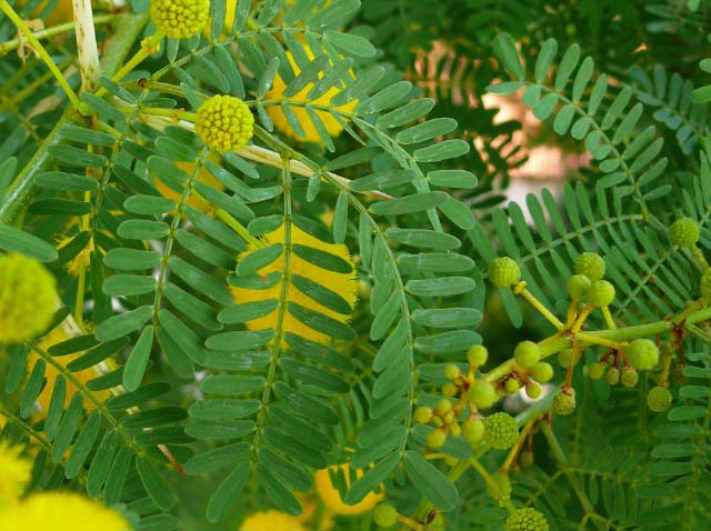 Acacia farnesiana